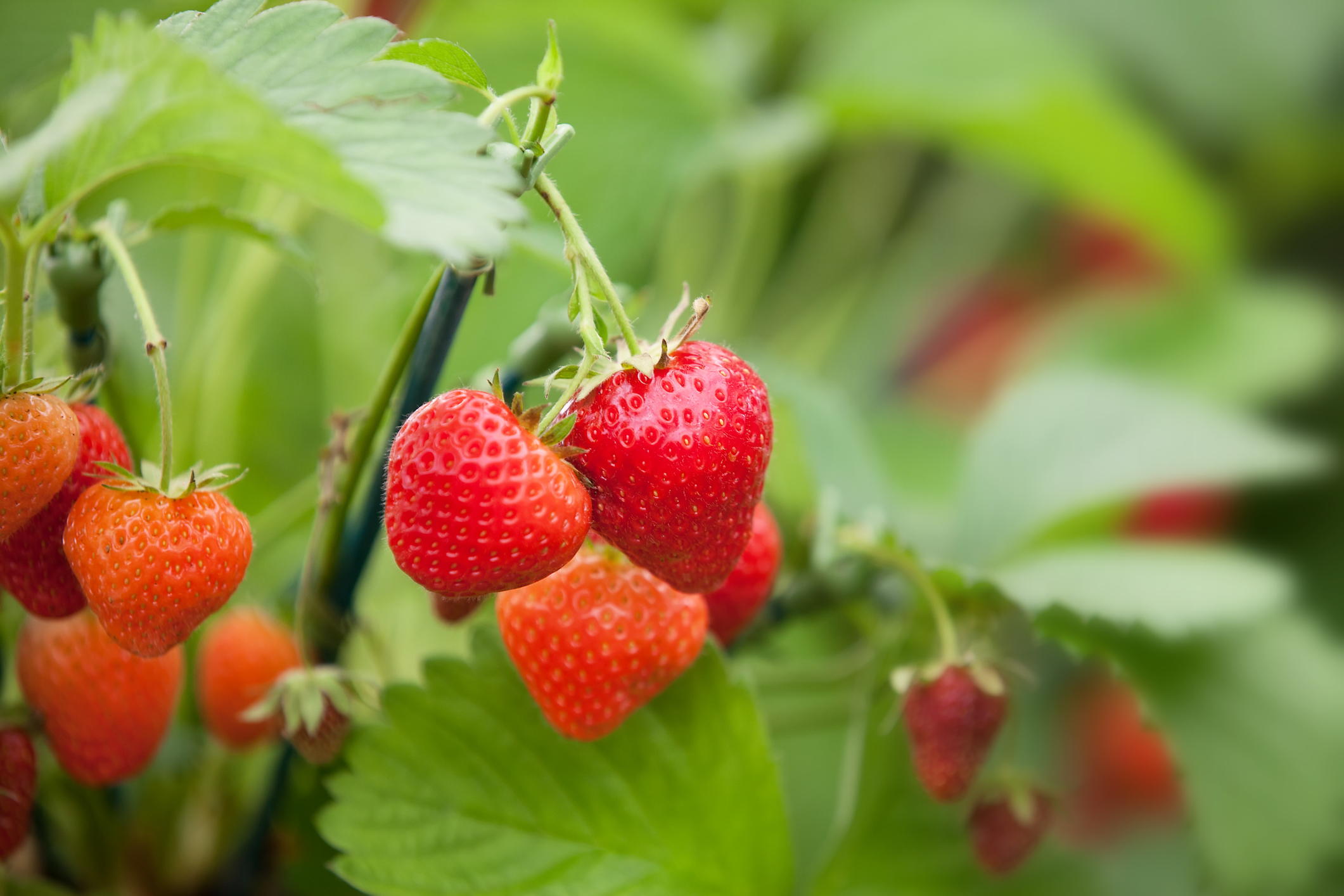 Nahaufnahme von reifen und unreifen Erdbeeren an einer Pflanze. Die roten, reifen Erdbeeren stechen zwischen den grünen Blättern hervor, während einige Beeren noch teilweise grün sind, was darauf hindeutet, dass sie noch nicht vollständig reif sind. Der Hintergrund ist unscharf und hebt die Früchte hervor.