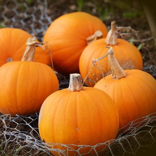 Fünf leuchtend orange Kürbisse mit Stiel liegen auf dem Boden, umgeben von einem Drahtgeflecht. Die Kürbisse sind dicht beieinander angeordnet und zeigen eine lebendige Herbsternteszene.