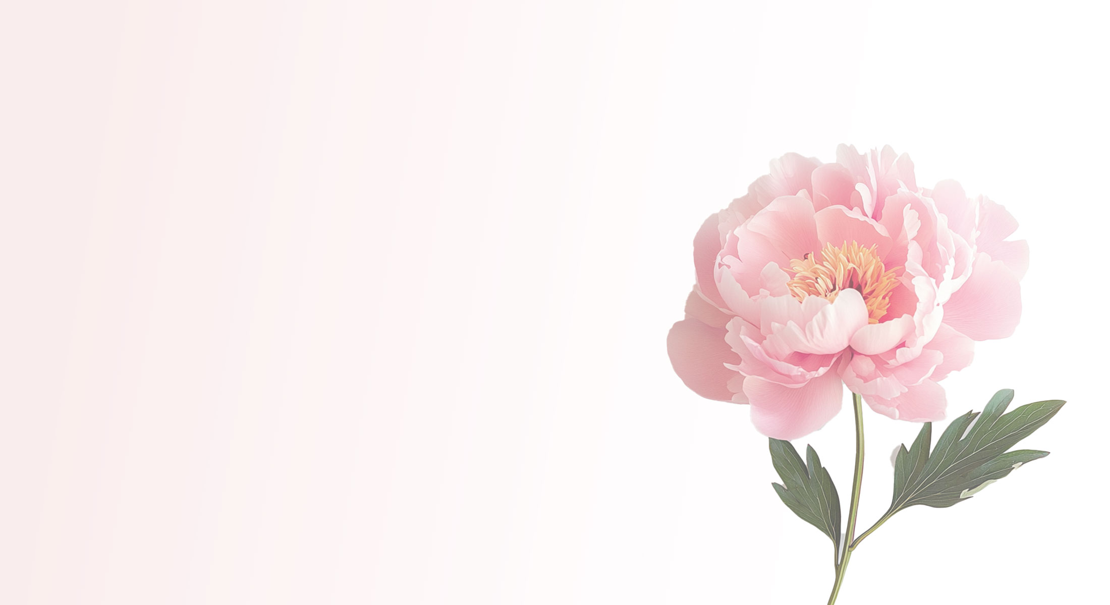 Auf der rechten Bildseite befindet sich eine einzelne rosa Pfingstrose mit grünen Blättern vor einem weichen, hellen Farbverlaufshintergrund. Die Blütenblätter sind zart und um die gelbe Mitte herum angeordnet.