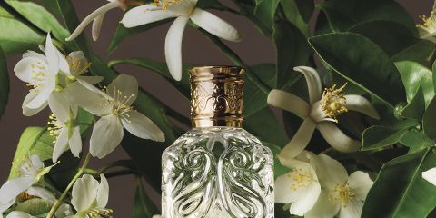 Flacon de parfum portant l'inscription "ETRO" et un motif de pomme de pin, entouré d'un décor artistique : une sphère, un œuf avec un papillon, une pierre, une feuille, des noix, une pomme dorée et une main sculptée. En haut, le logo ETRO devant un fond de ciel bleu et de mer.
