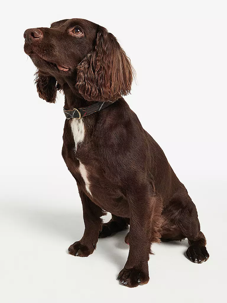 BARBOUR | Collier pour chien Tartan | Olive