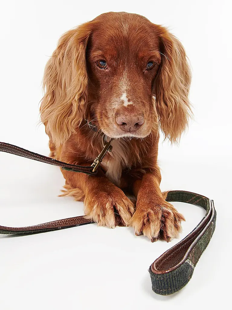 BARBOUR | Laisse pour chien | Vert foncé