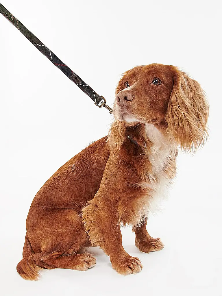 BARBOUR | Laisse pour chien | 
