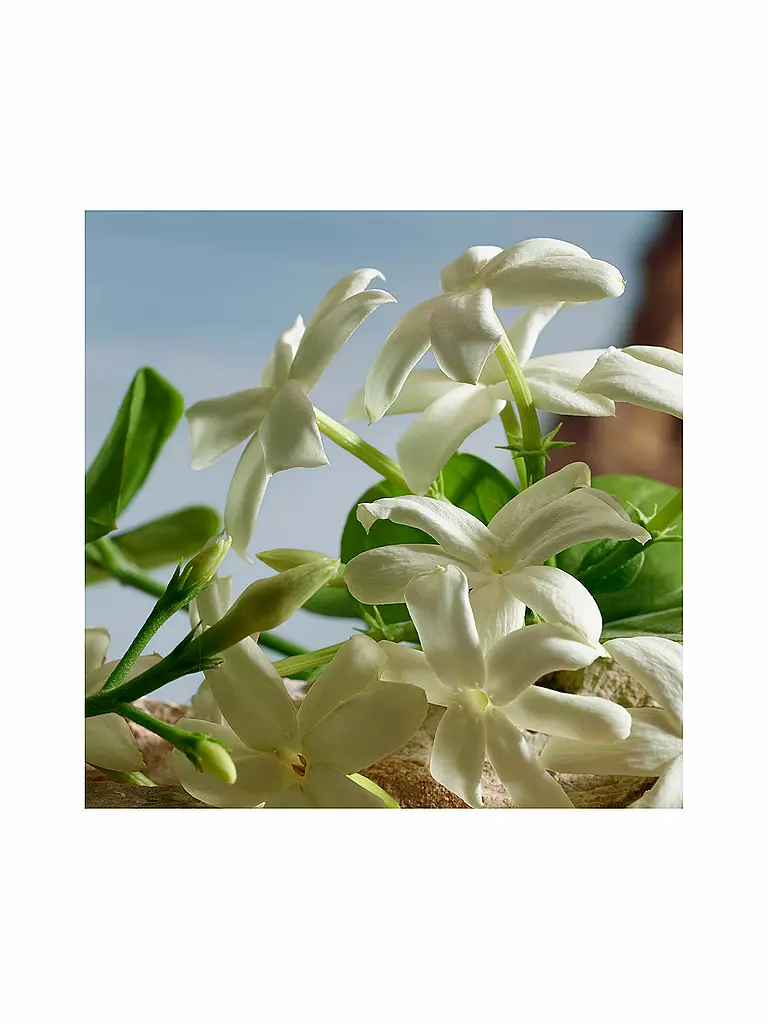 DOLCE&GABBANA | Q by Dolce&Gabbana Parfum 30ml |