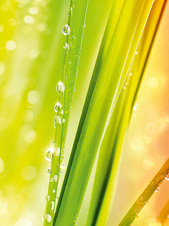 DR. HAUSCHKA | Crème de douche "Citron/Lemongrass" 150ml