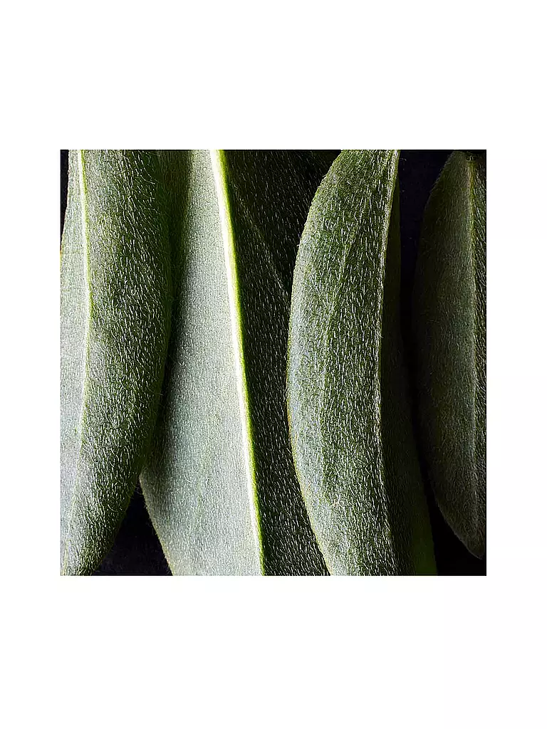 DR. HAUSCHKA | Fond de teint (01 Macadamia) | 