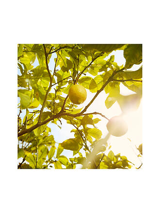 MAISON MARGIELA | Replica Under the Lemon Trees Eau de Toilette 100ml