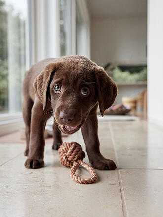 OYOY | Jouet pour chien Corde OTTO Marron Nude