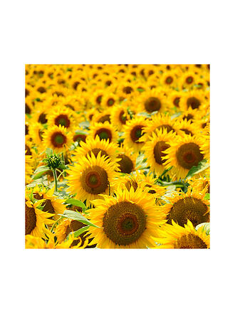 RAUSCH | HAIRSPRAY REFILL Flexible Non-Aérosol 400ml