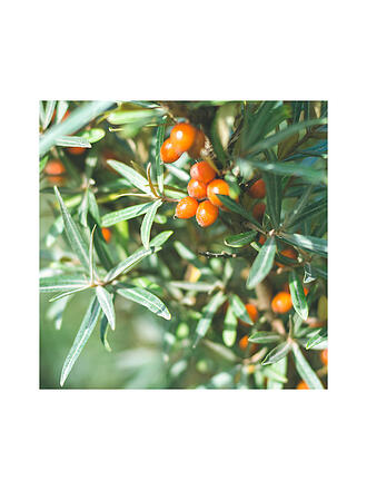 RAUSCH | MOUSSE COIFFANTE Forte Aérosol 150ml