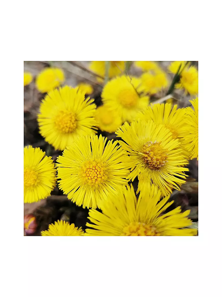RAUSCH | Après-shampooing antipelliculaire au tussilage 150 ml | keine Farbe