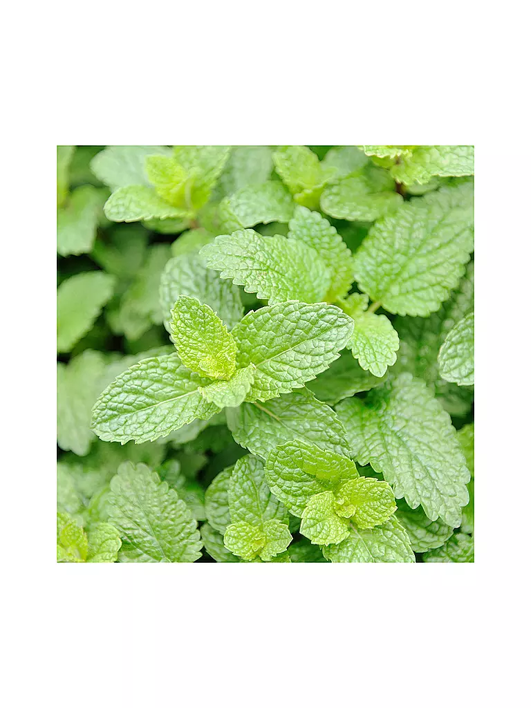 RAUSCH | Lotion corporelle fraîche à la menthe 200ml | 