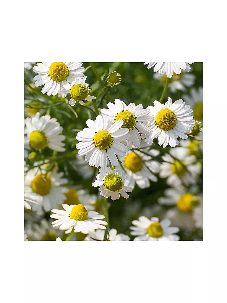RAUSCH | Shampooing soin aux herbes suisses 200ml | 