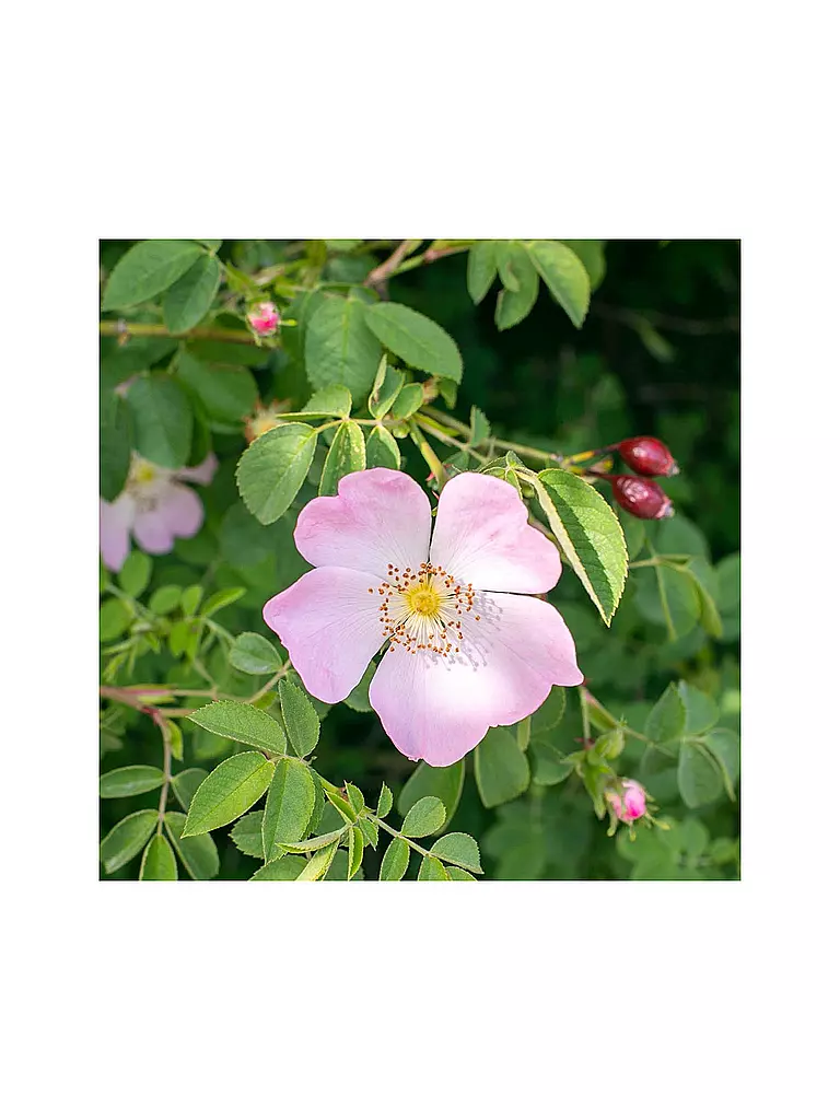 RAUSCH | Soin capillaire - Après-shampooing protecteur de couleur à la rose musquée 150 ml | 