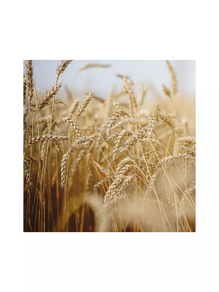 RAUSCH | Spray hydratant aux germes de blé 100 ml | 