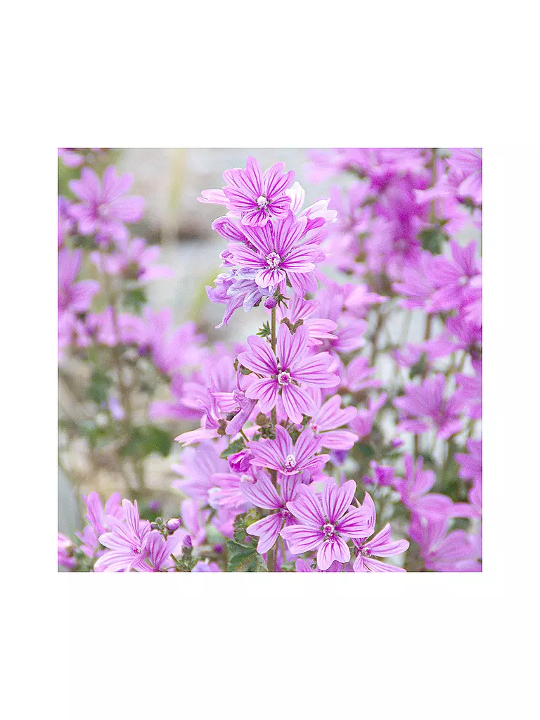 RAUSCH | Spray volumateur à la mauve 100ml | 