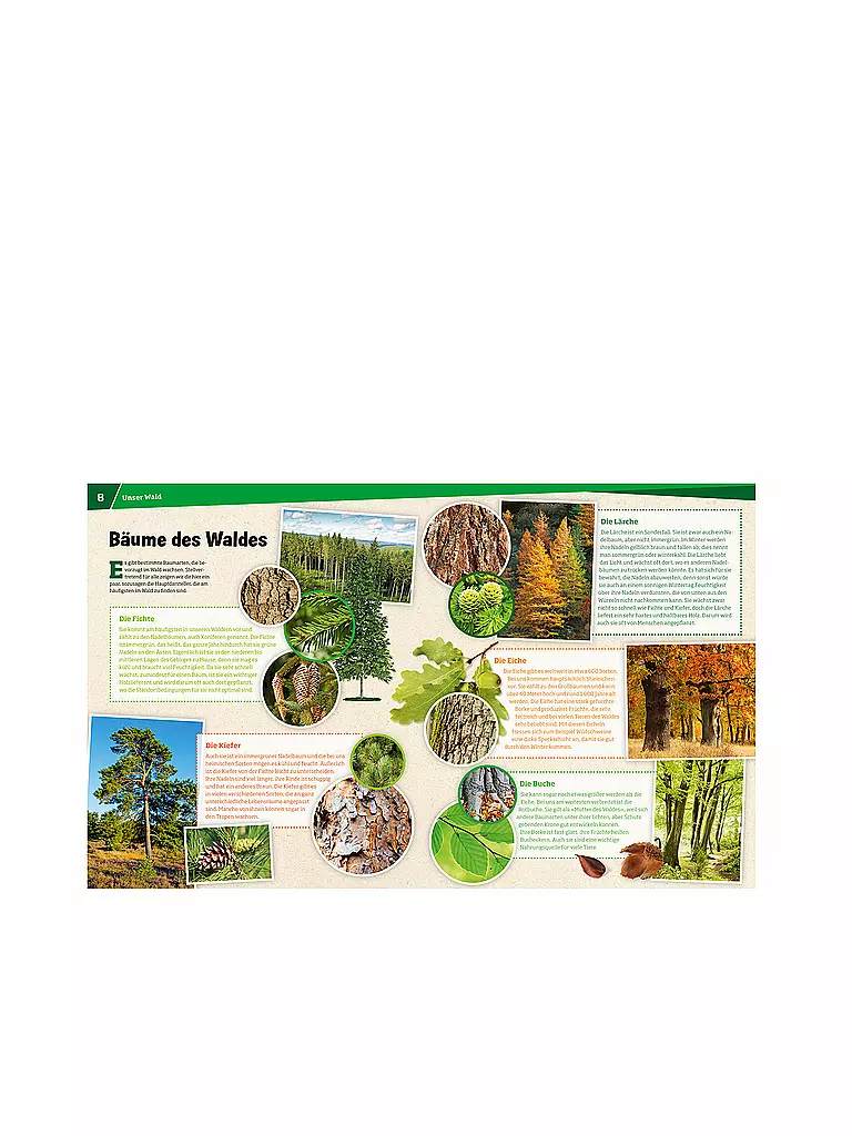 TESSLOFF VERLAG | Livre - Was ist Was - Forêt - Plus que de simples arbres 134 | 