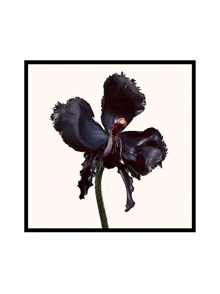 TOM FORD BEAUTY | Black Orchid Reserve Eau de Parfum 50ml | 